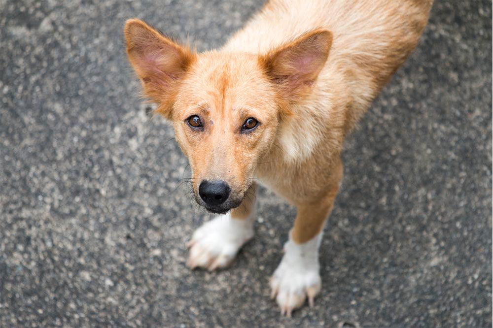 Everything to Know about Rabies in Pets