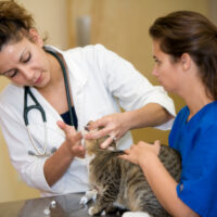 The Signs and Symptoms of Feline Diabetes