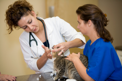 The Signs and Symptoms of Feline Diabetes