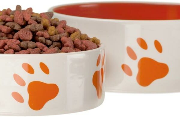 Top 5 Foods for Dogs with Allergies
