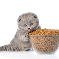 Top 5 Healthy Treats for Cats