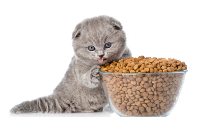 Top 5 Healthy Treats for Cats