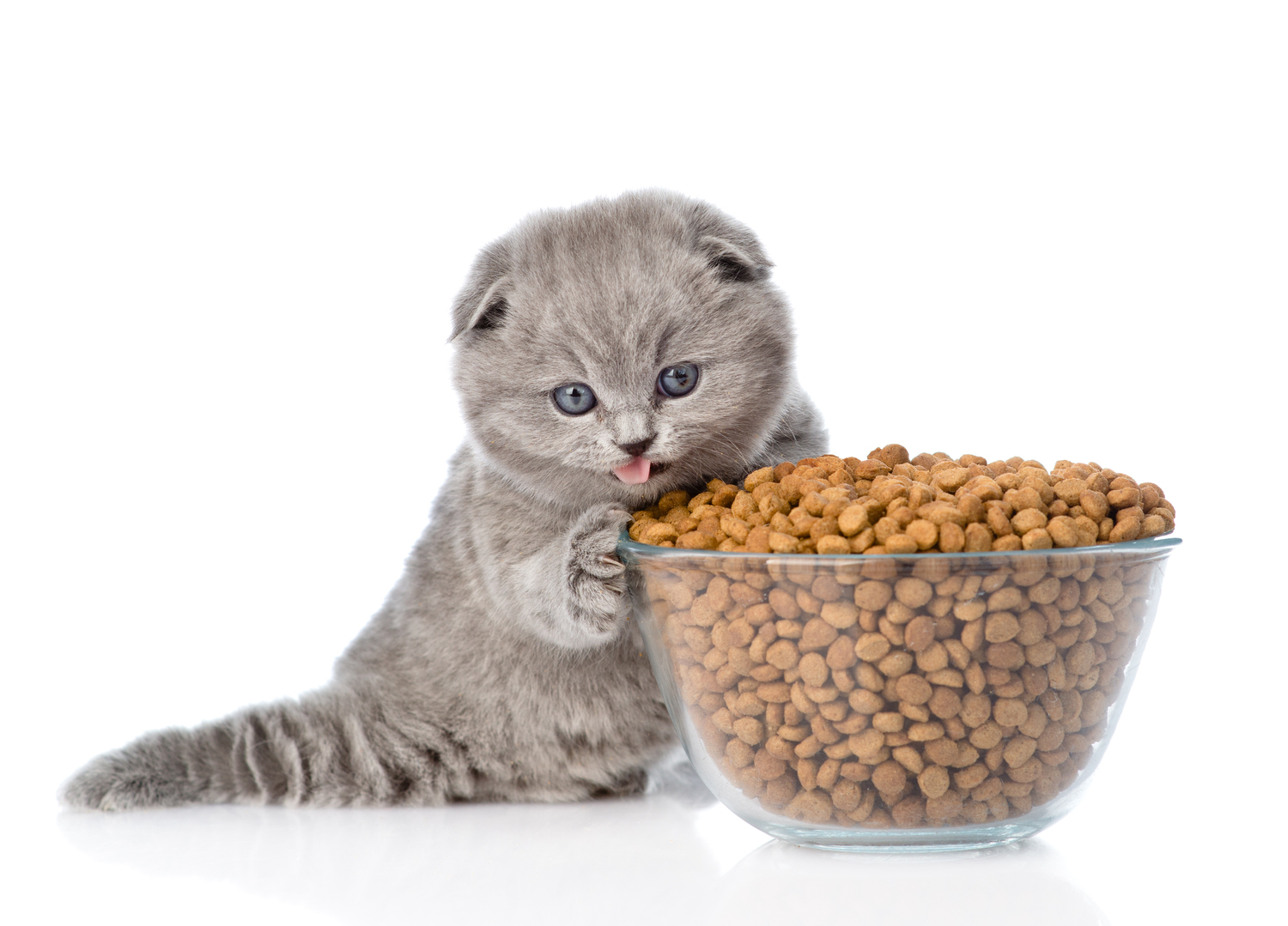 Top 5 Healthy Treats for Cats