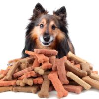 Top Healthy Ingredients to Add to a Dog’s Food