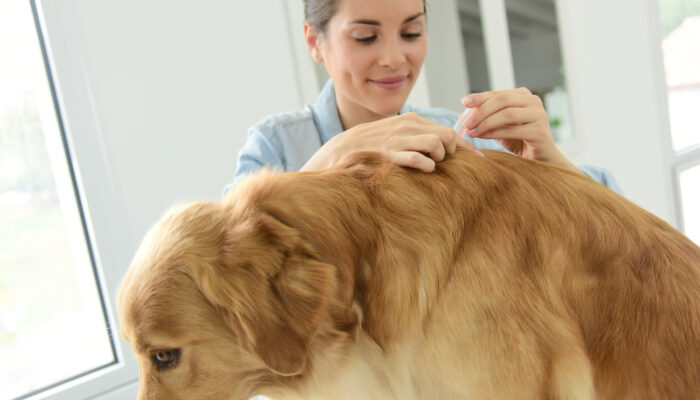 Top Products to Help Control Fleas on Pets