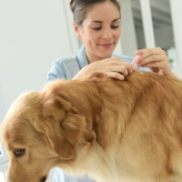 Top Products to Help Control Fleas on Pets