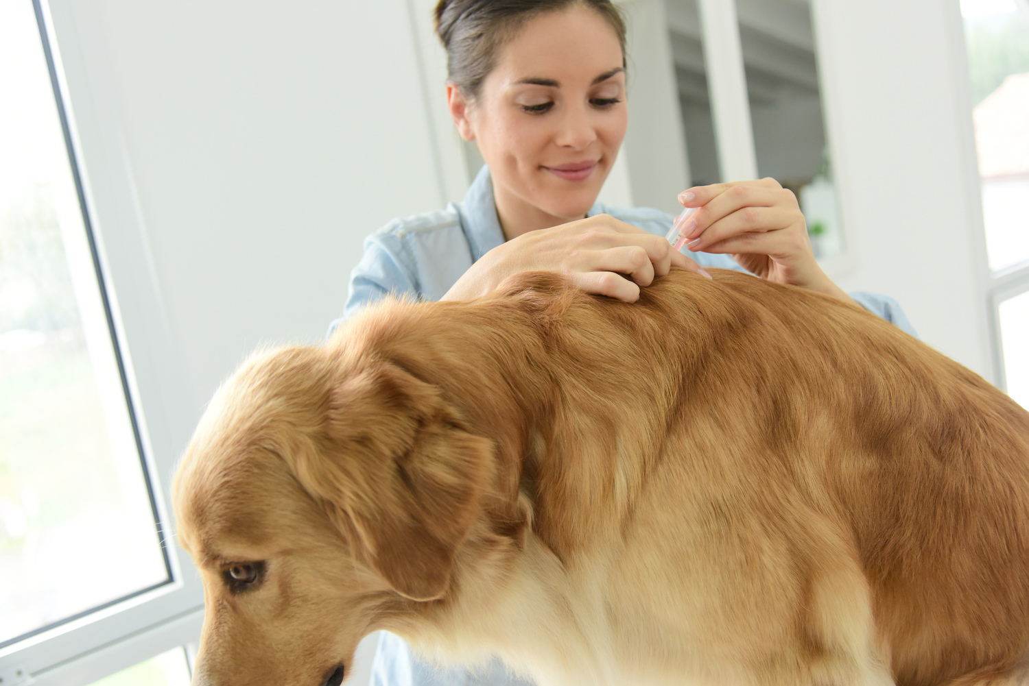 Top Products to Help Control Fleas on Pets