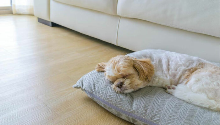 4 Popular Pet-Friendly Hotels with Attractive Policies