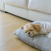 4 Popular Pet-Friendly Hotels with Attractive Policies